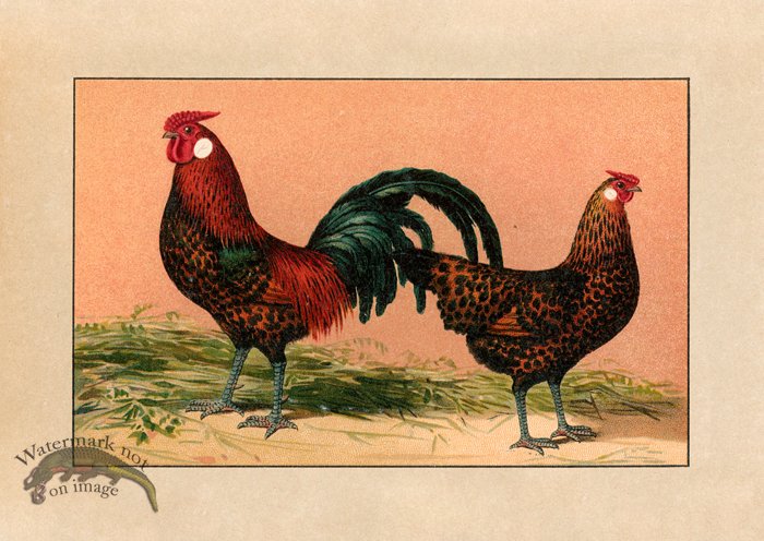 (image for) Chicken 10