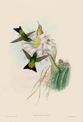 Gould Hummingbird 275