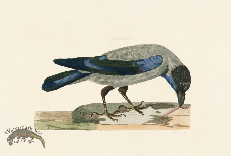 (image for) Pennant Zoology 094