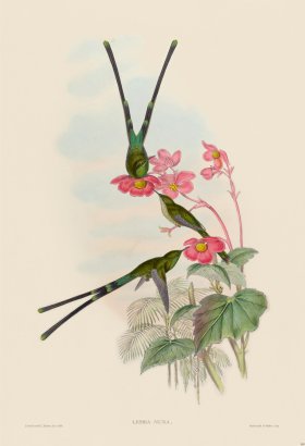 Gould Hummingbird 169