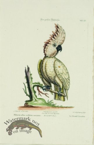 (image for) Le Grand Cacatua (The Greater Cockatoo)