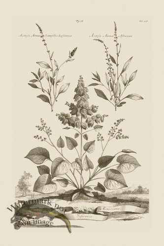 (image for) Abraham Munting 078