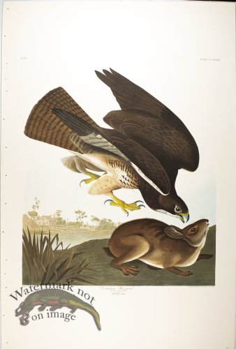 (image for) Swainson\'s Hawk