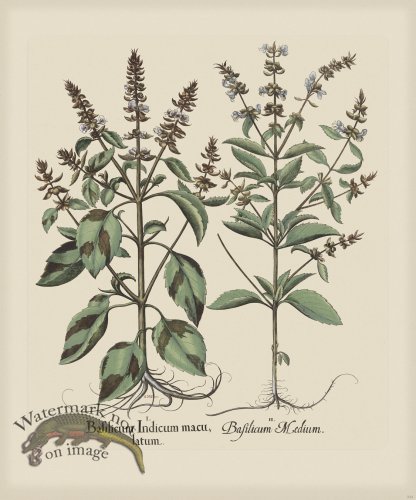 (image for) Besler 234 Colored B2