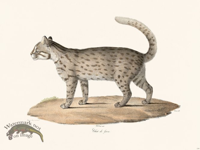 (image for) Cuvier 114 Gaua Cat