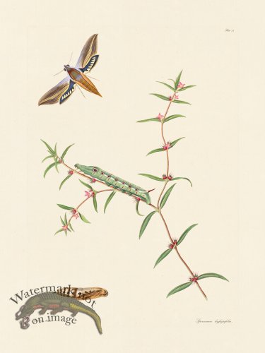 (image for) Abbot Butterfly 038