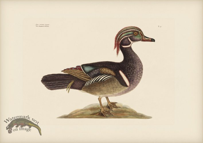 (image for) 097 Summer Duck