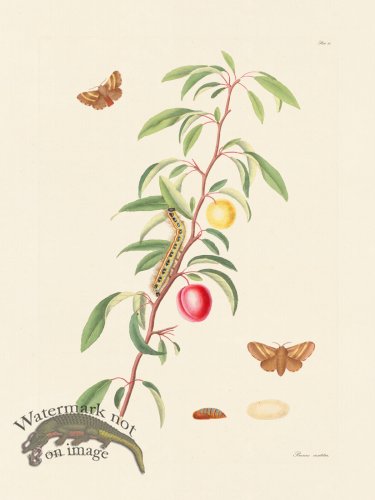 (image for) Abbot Butterfly 060