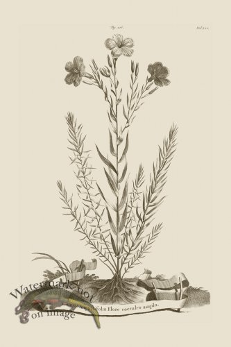 (image for) Abraham Munting 206