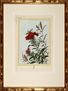 Buchoz Botanicals in Bamboo 06