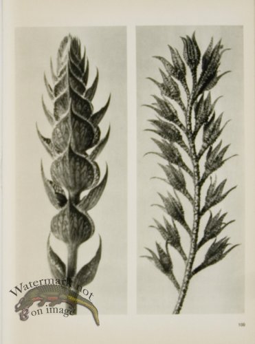 (image for) Blossfeldt T 100