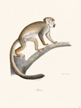 Cuvier 401 Squirrel Monkey