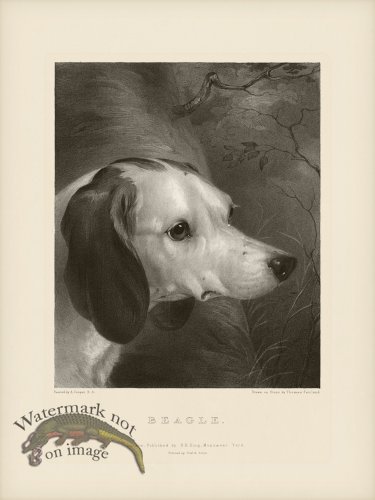 (image for) SA Dogs 11 Beagle