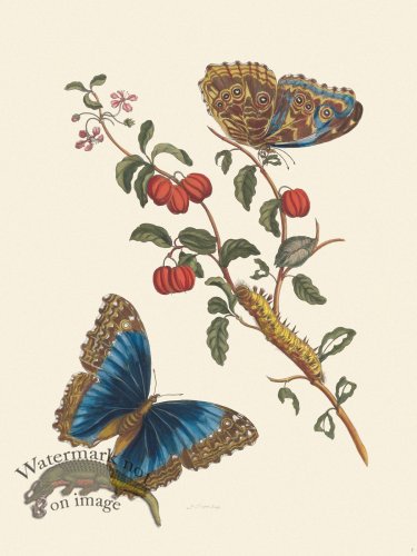 (image for) Merian Metamorphosis 07