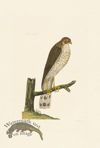 (image for) Pennant Zoology 123
