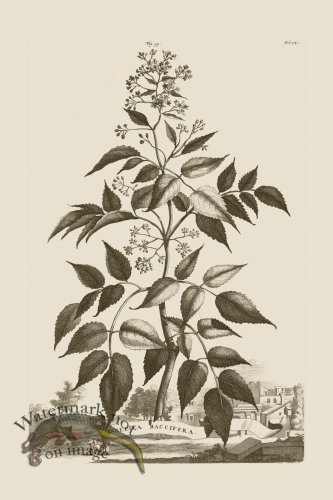 (image for) Abraham Munting 099