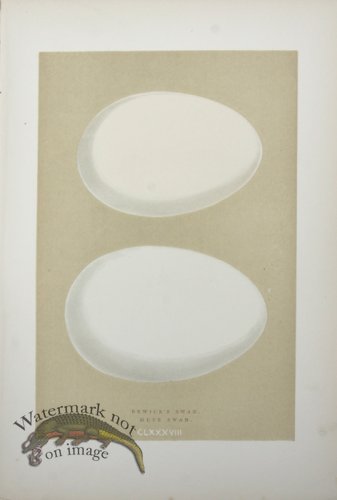 (image for) Morris_Eggs_25