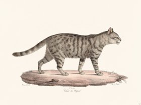 Cuvier 113 Nepaul Cat
