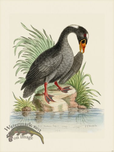 (image for) Edwards 155 Black Duck