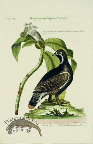 (image for) SB 18 Le Coq de Bruyere