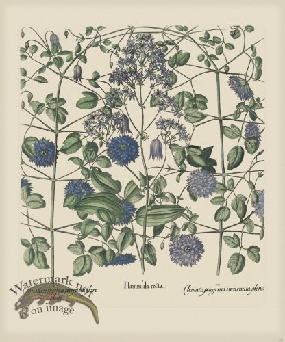 (image for) Besler 303 Colored B2