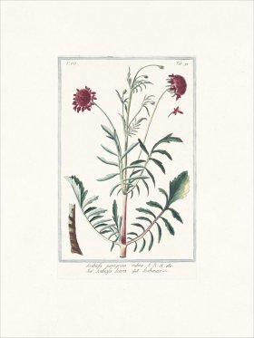 Bonelli 694 Pincushion Flower