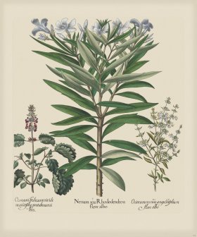 Besler 139 Colored B2