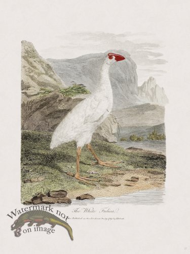 27 New Holland Caffowary