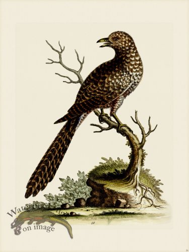 (image for) Edwards 059 Indian Cuckow