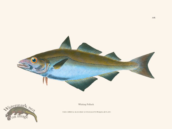 (image for) 108 Whiting Pollack