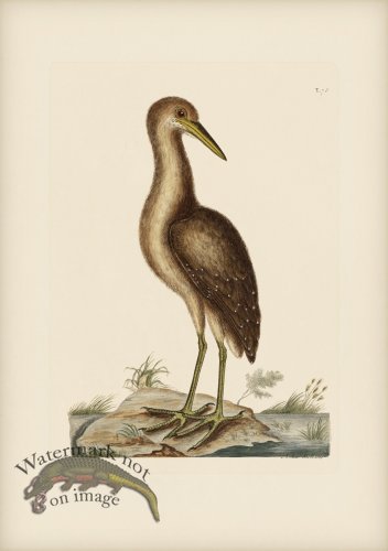 (image for) 078 Brown Bittern