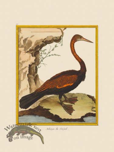 (image for) Martinet Bird 107