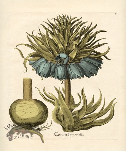 Besler Botanical 081 BG