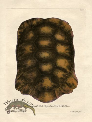 (image for) Trew Turtle Shell 19