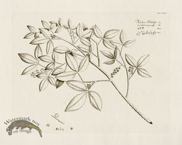 (image for) HORTUS VOl 05 41