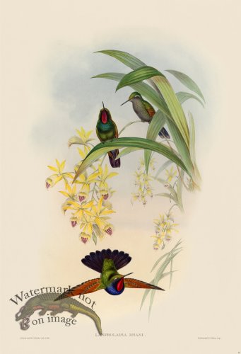 (image for) Gould Hummingbird 061