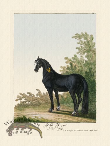 (image for) Ridingers Horses 13