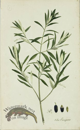 (image for) 1828_Gmp 045