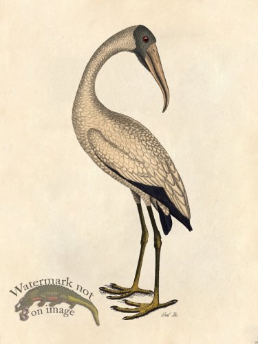 (image for) Wood Ibis - Tribute Bd 10