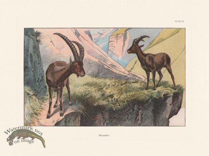 (image for) Les Chiens 072