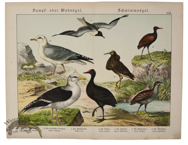 (image for) Snipe Seagull 