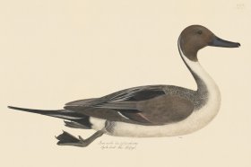 Rudbeck CFA 253 Northern Pintail