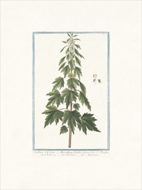 Bonelli 242 Motherwort