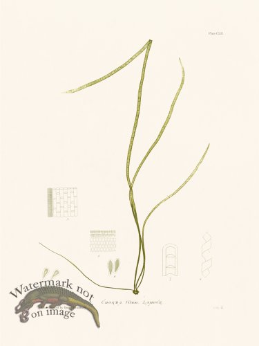 (image for) Bradbury Seaweed 152