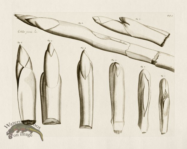 (image for) HORTUS VOl 03 05