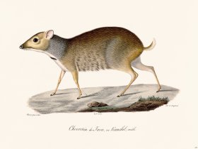 Cuvier 235 Javan Goat