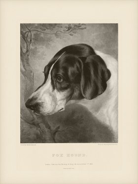 SA Dogs 02 Fox Hound