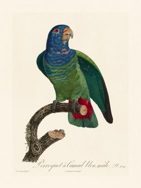 Barraband Parrot 114