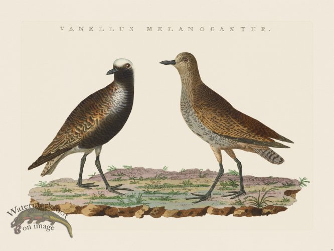 (image for) Nozeman Bird 084