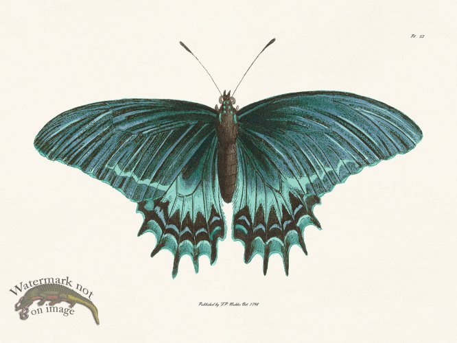 (image for) Nodder BF 53